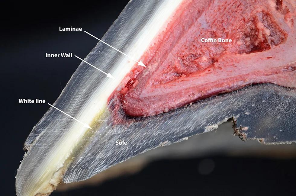 Hoof trimming protocols for laminitis - a review
