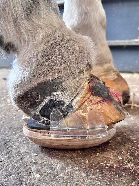 Biomechanical and Clinical Rationale for a Modular Therapeutic Clog System in the Management of Equine Laminitis