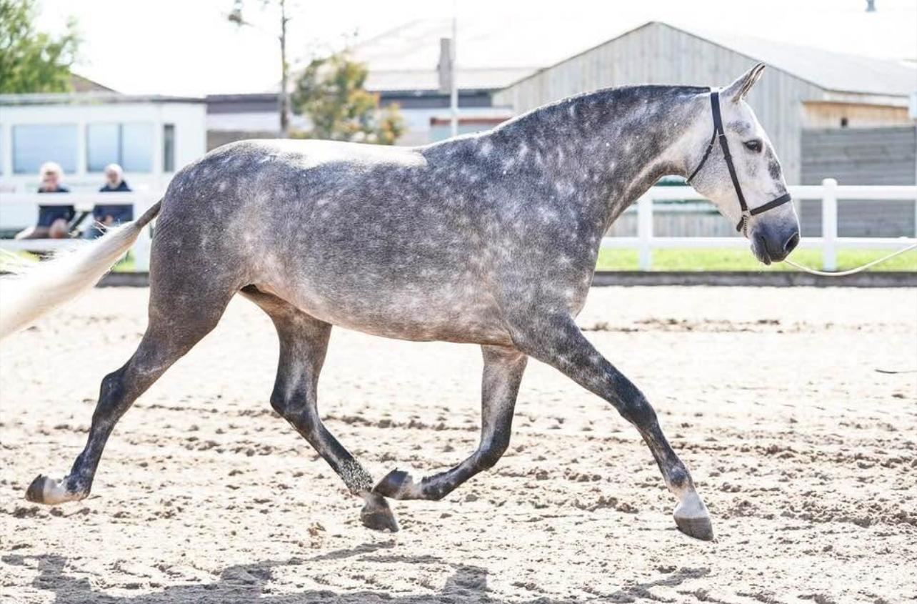 The Affects of Artificial Arena Surfaces on Performance