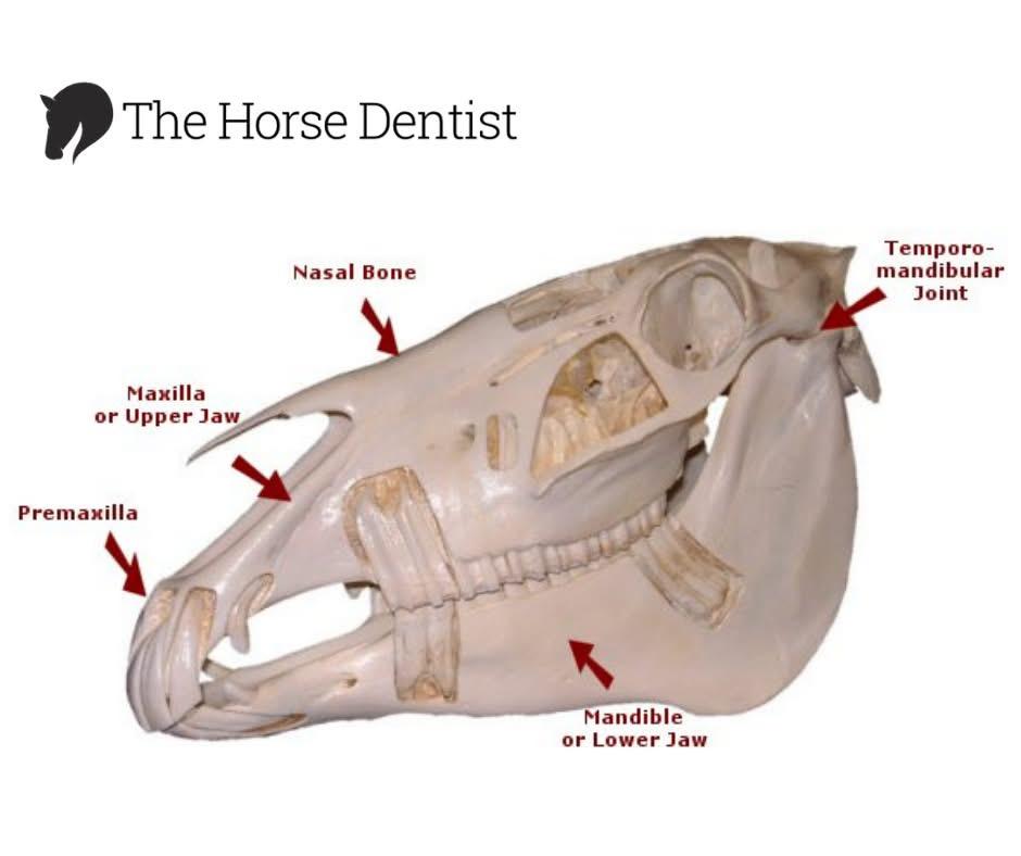 Occlusion to the Hoof: Exploring the Link Between Equine Dental Abnormalities, Postural Compensation, and Hoof Capsule Morphology