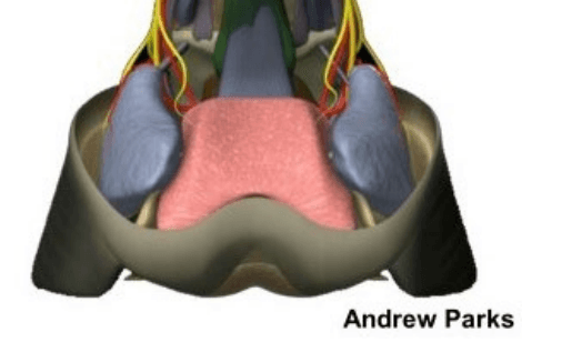 The Equine Foot: A Miracle of Bioengineering