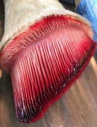 Current Scientific Understanding of Equine Hoof Expansion, Stance Phase Loading, and Conformational Influences