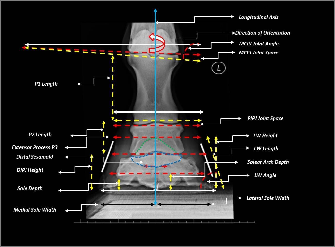 Mediolateral Balance of the Equine Foot: A Critical Re-evaluation of Definition and Assessment within a Practical and Mechanistic Clinical Framework