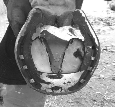 Biomechanical Rationale for Plantar Heel Extensions in the Management of Chronic Hindlimb Proximal Suspensory Desmopathy