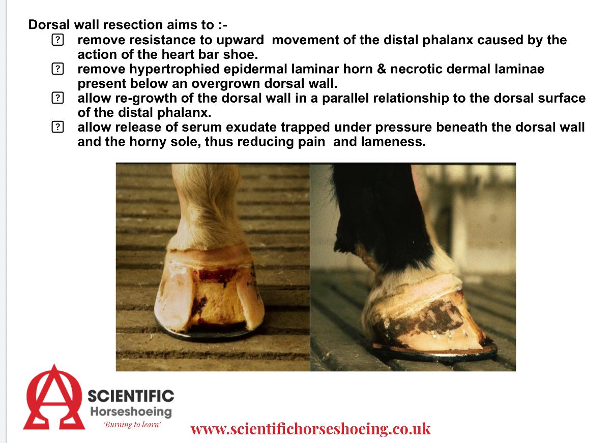 Is dorsal hoof wall resection a misunderstood and under-used hoof capsule management tool in equine laminitis?