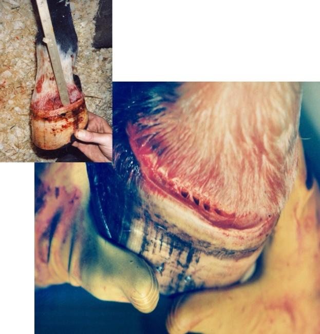 Sinker” Syndrome in Equine Laminitis: Pathophysiology, Metabolic Changes and Biomechanical Catastrophe