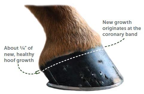 Seasonal Variation in Equine Hoof Growth and Implications for Traditional Six-Week Shoeing Cycles