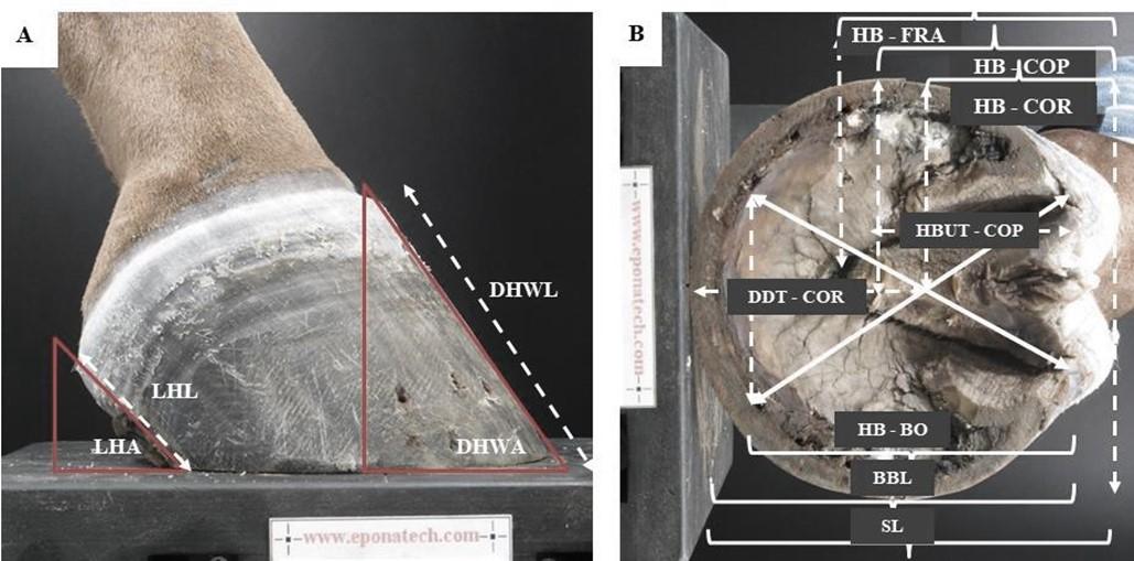 Rethinking Hoof Balance: Testing the Science Behind a Common Trimming Protocol