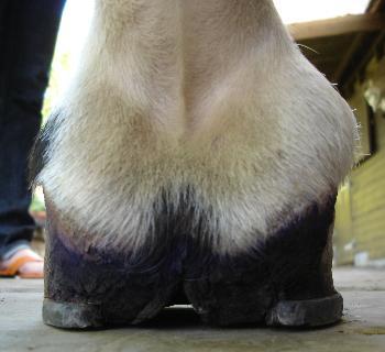 Sidebone in the Horse: Beyond the Quiet Ossification