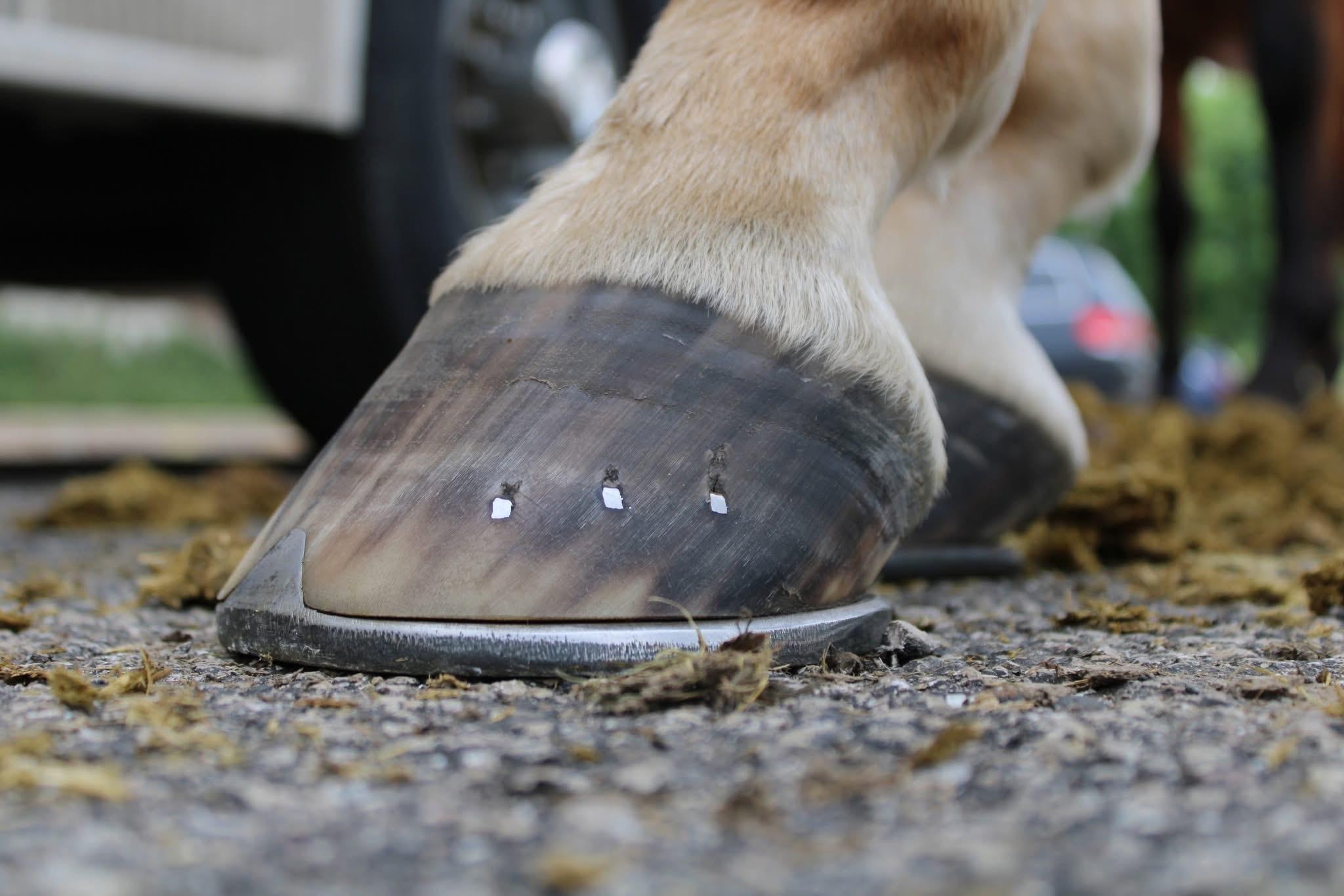 Shoe fit, biomechanics, and the limits of hoof horn