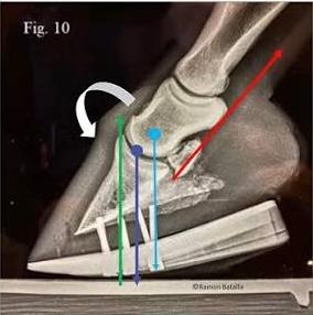 The Biomechanical Implications of the Full Roller Motion Shoe in the Equine Distal Limb