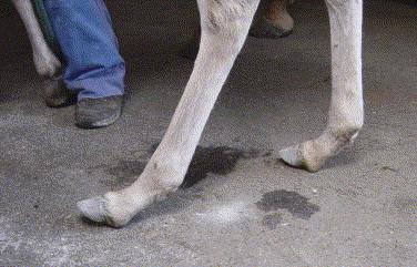 An assessment of conformational traits in newborn foals with digital hyperextension conformation