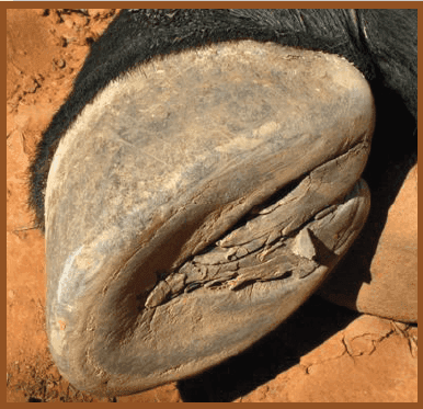 To barefoot or not to barefoot that is the question