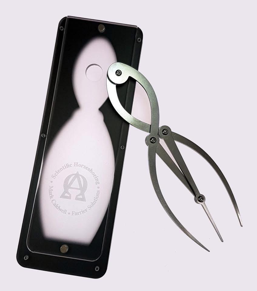 Golden ratio proportions in equine hoof capsule geometry: a comparative analysis of front and hind feet