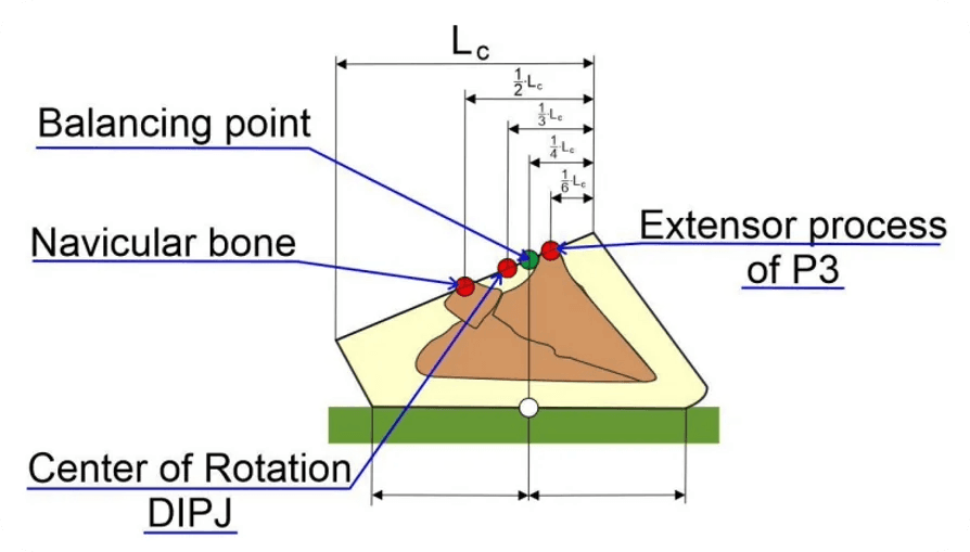 Equine Hoof Biomechanics: Practical Insights from Uno Yxklinten’s PhD Research