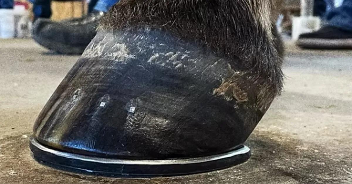 FARRIERY THE QUIET DECLINE