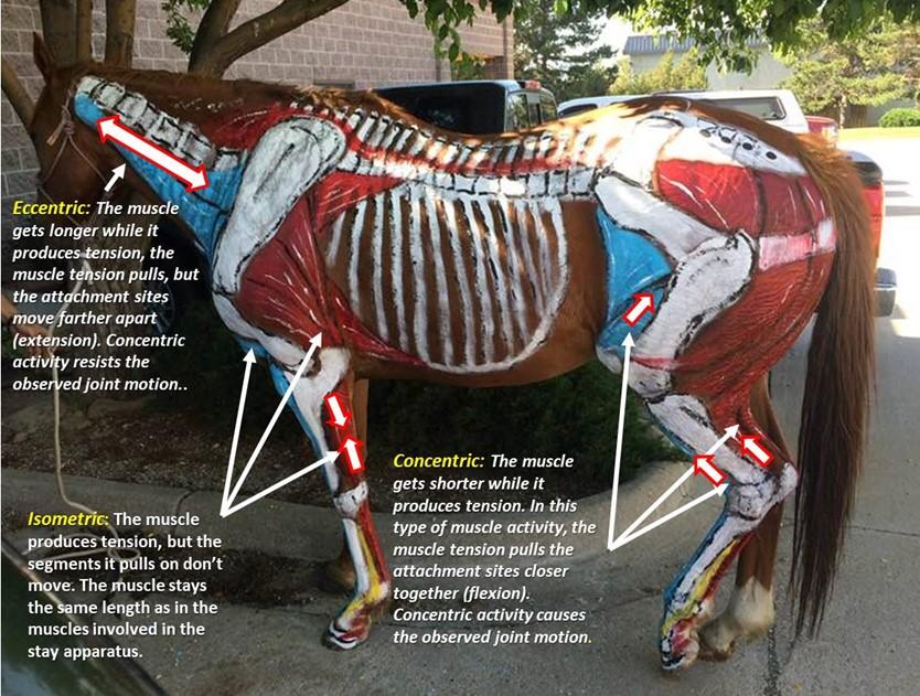 Muscles, Tendons & Ligaments an Overview for Fariers