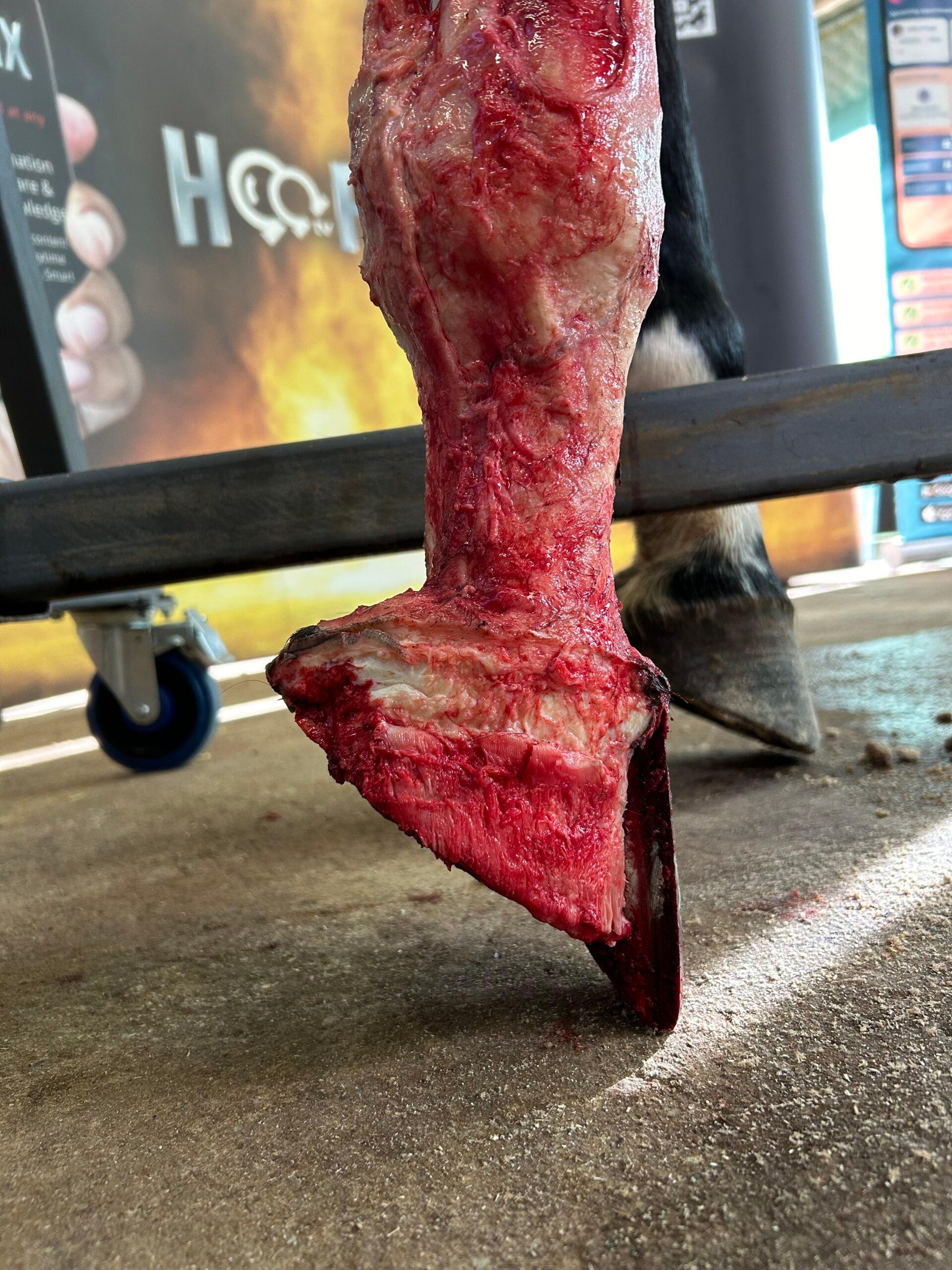 The Equine Foot: Shock Absorption and Load Bearing — A Mechanical and Hemodynamic Perspective