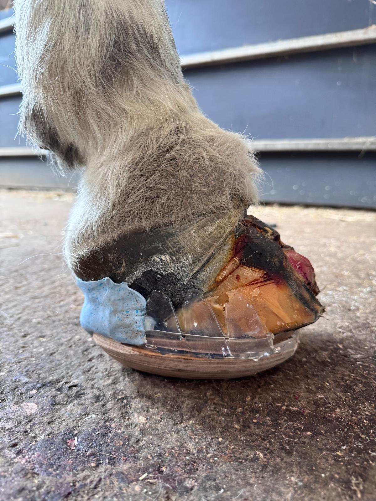 A Biomechanical and Therapeutic Review of Equine Laminitis