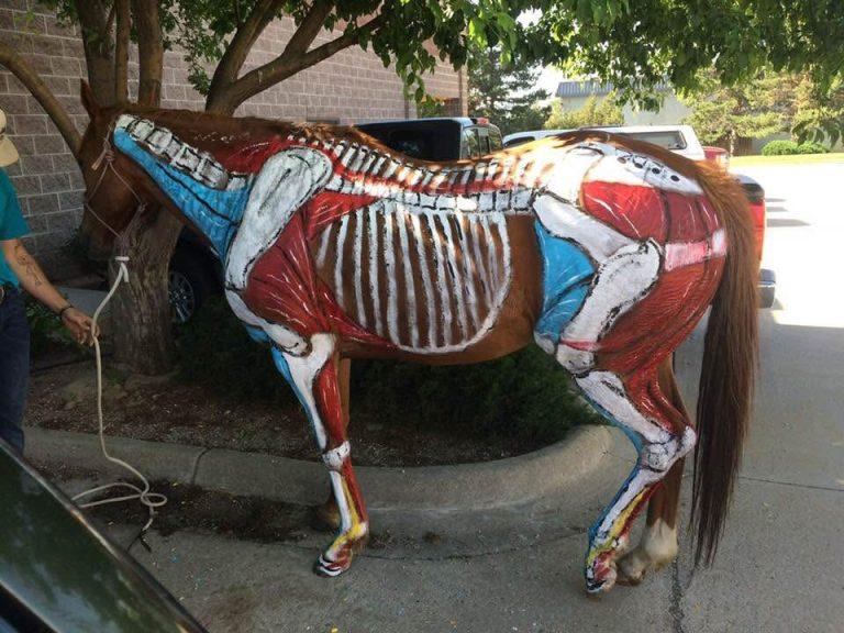 Suspensory Desmopathy in Horses