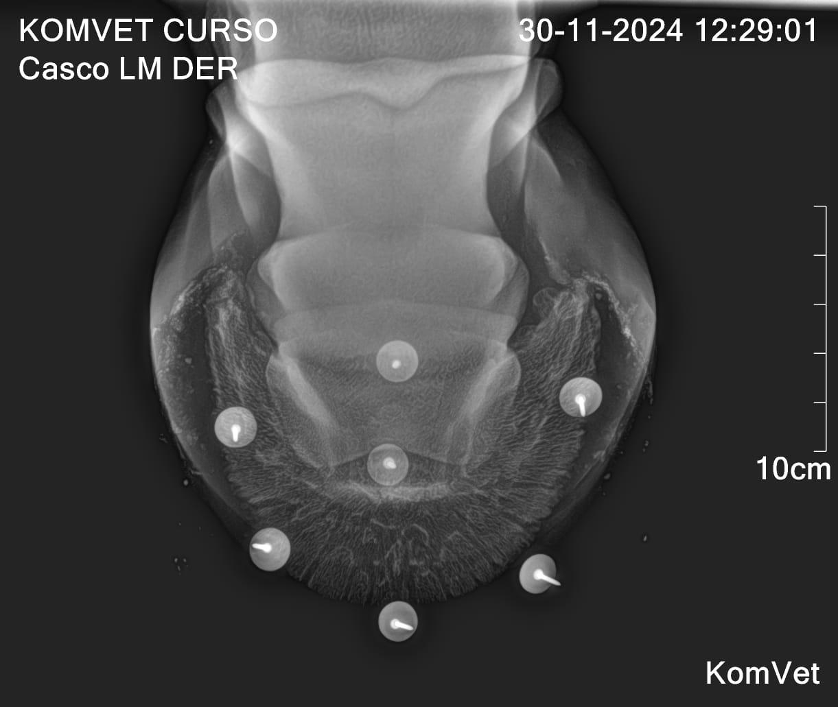 Farriery Radiographs & Foot Mapping