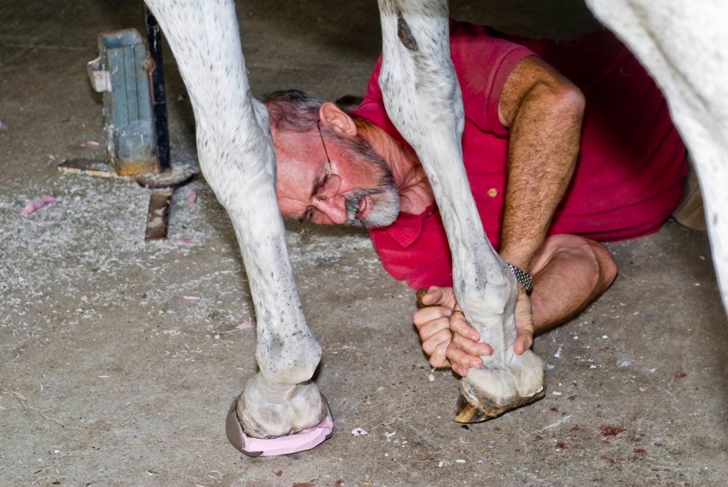 LAMINITIS: MYTH BUSTER SERIES