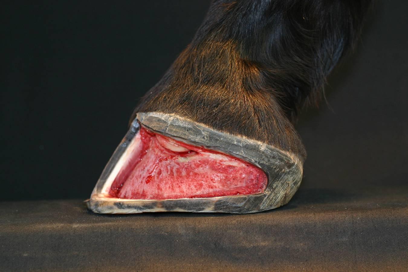 Understanding the Growth of Equine Hoof Epidermal Structures: A Guide for Horse Owners and Enthusiasts