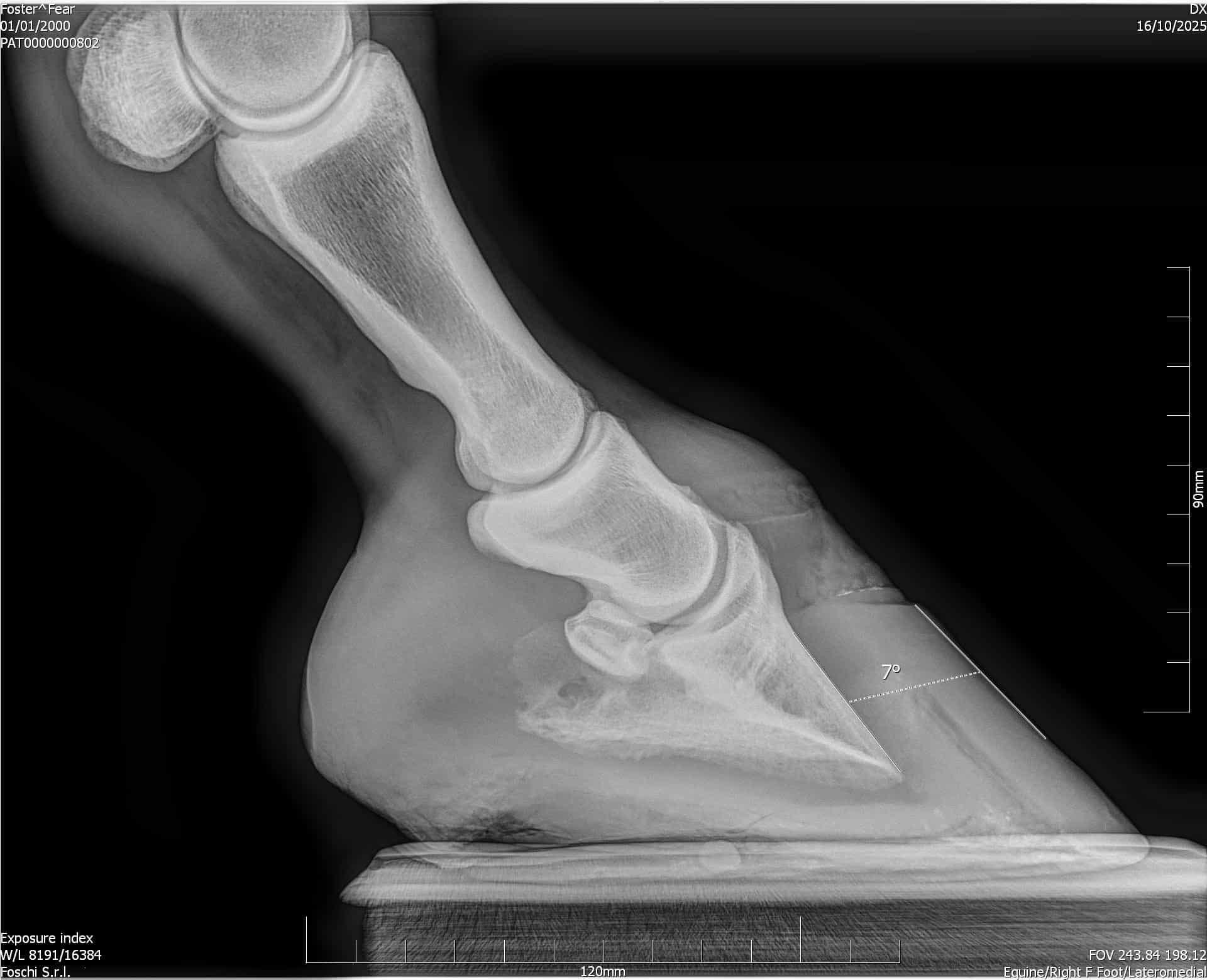 Proportional Radiographic Relationships Within the Equine Foot